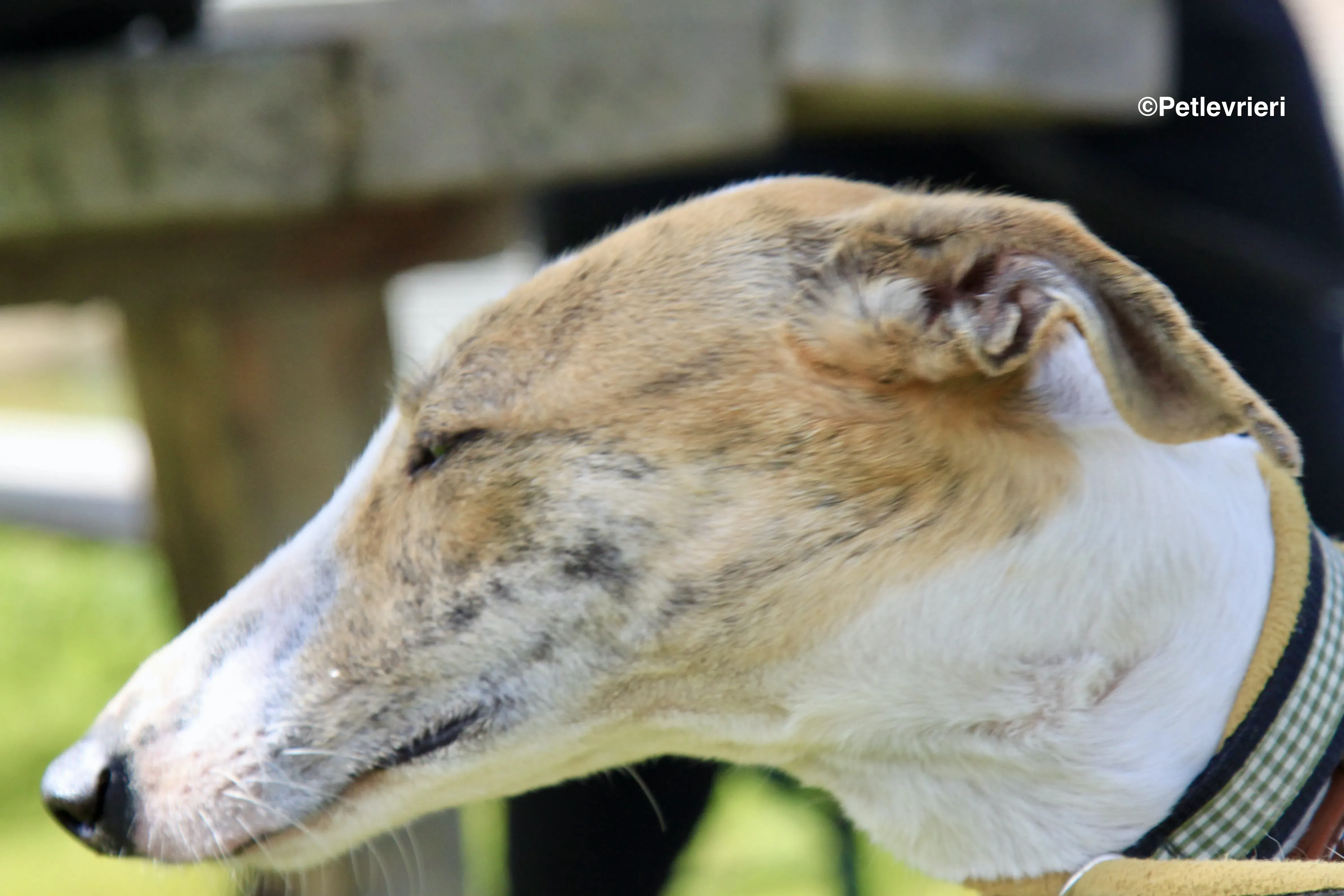 Chip 3212 adozione levrieri galgo 11