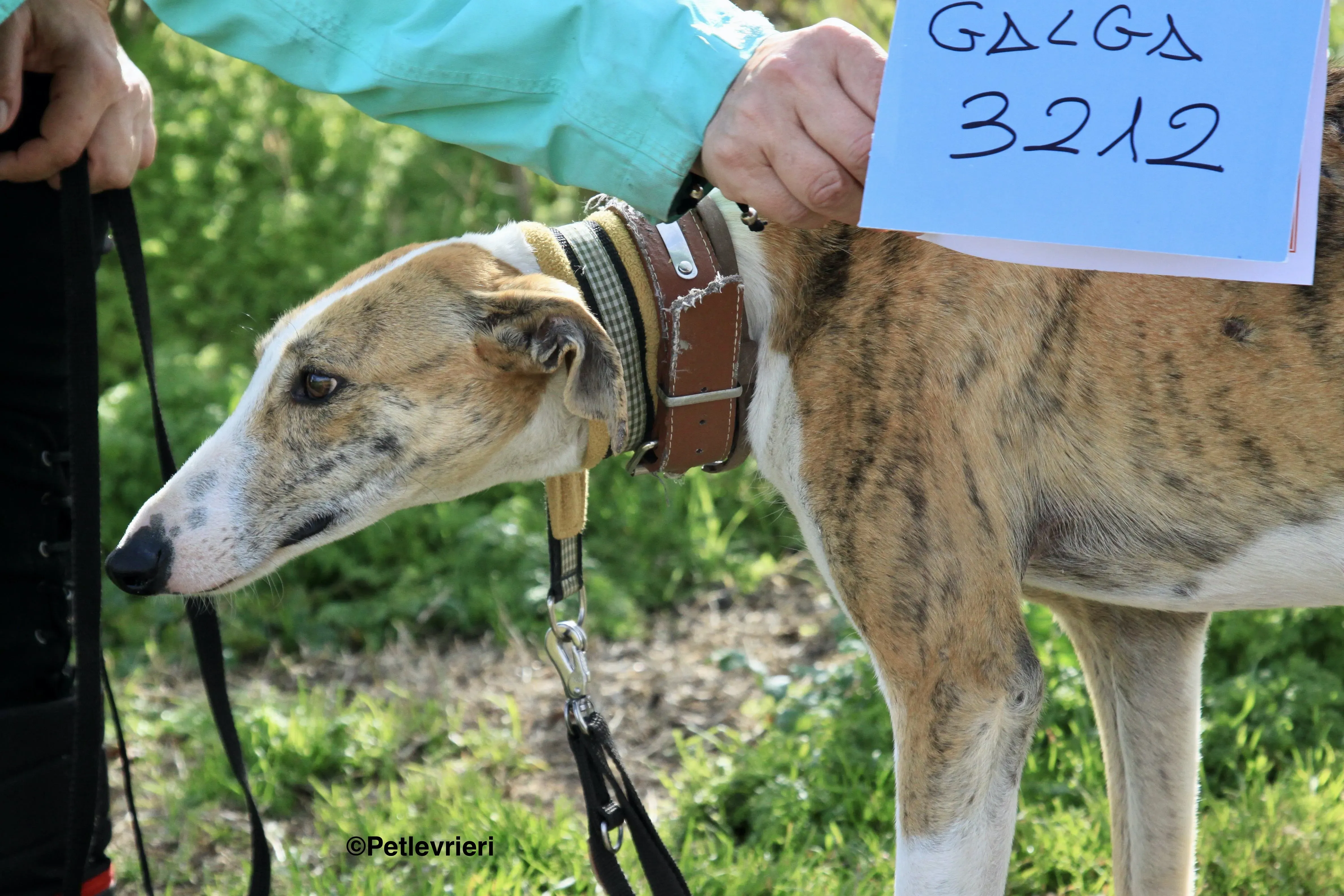 Chip 3212 adozione levrieri galgo 14