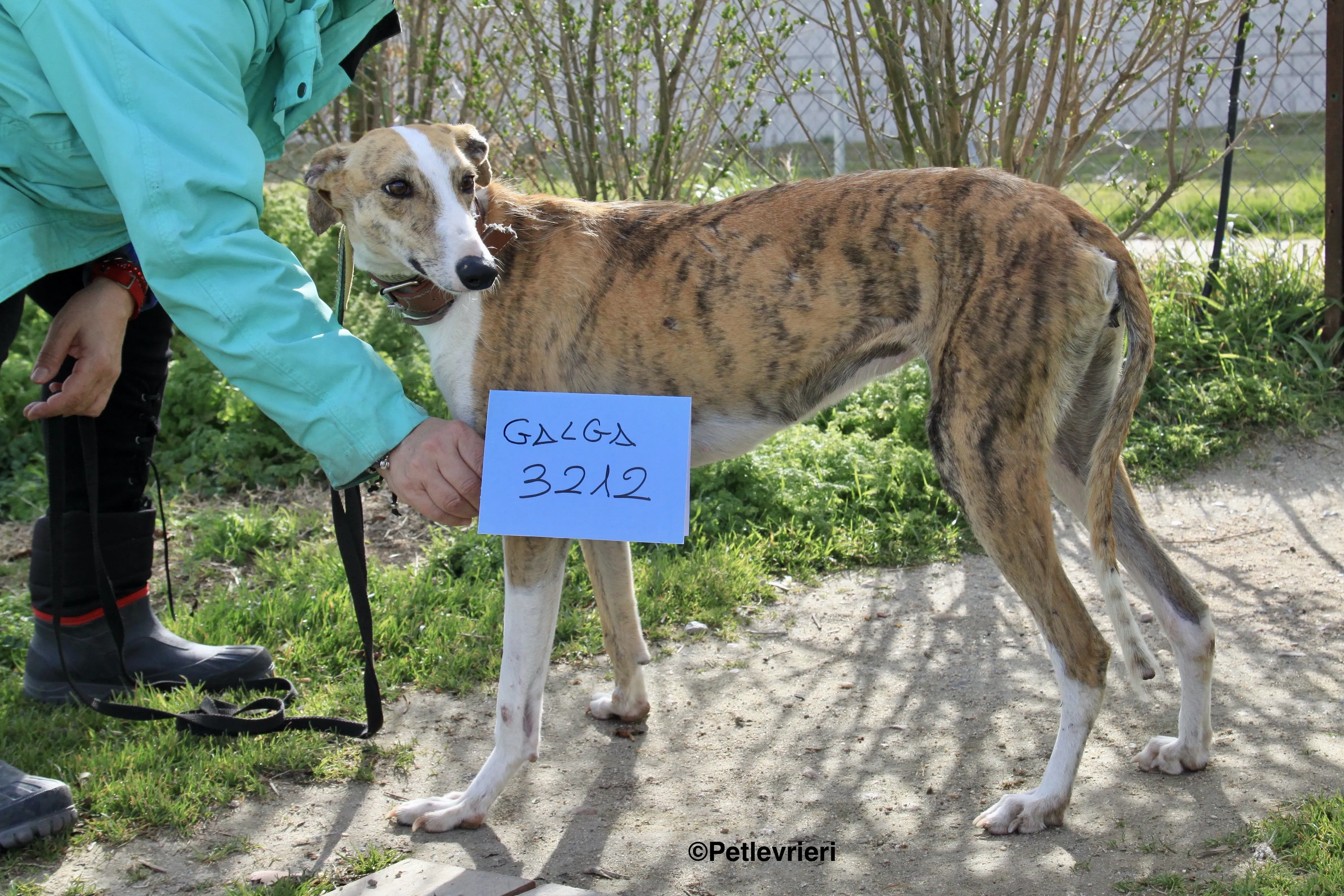 Chip 3212 adozione levrieri galgo 15