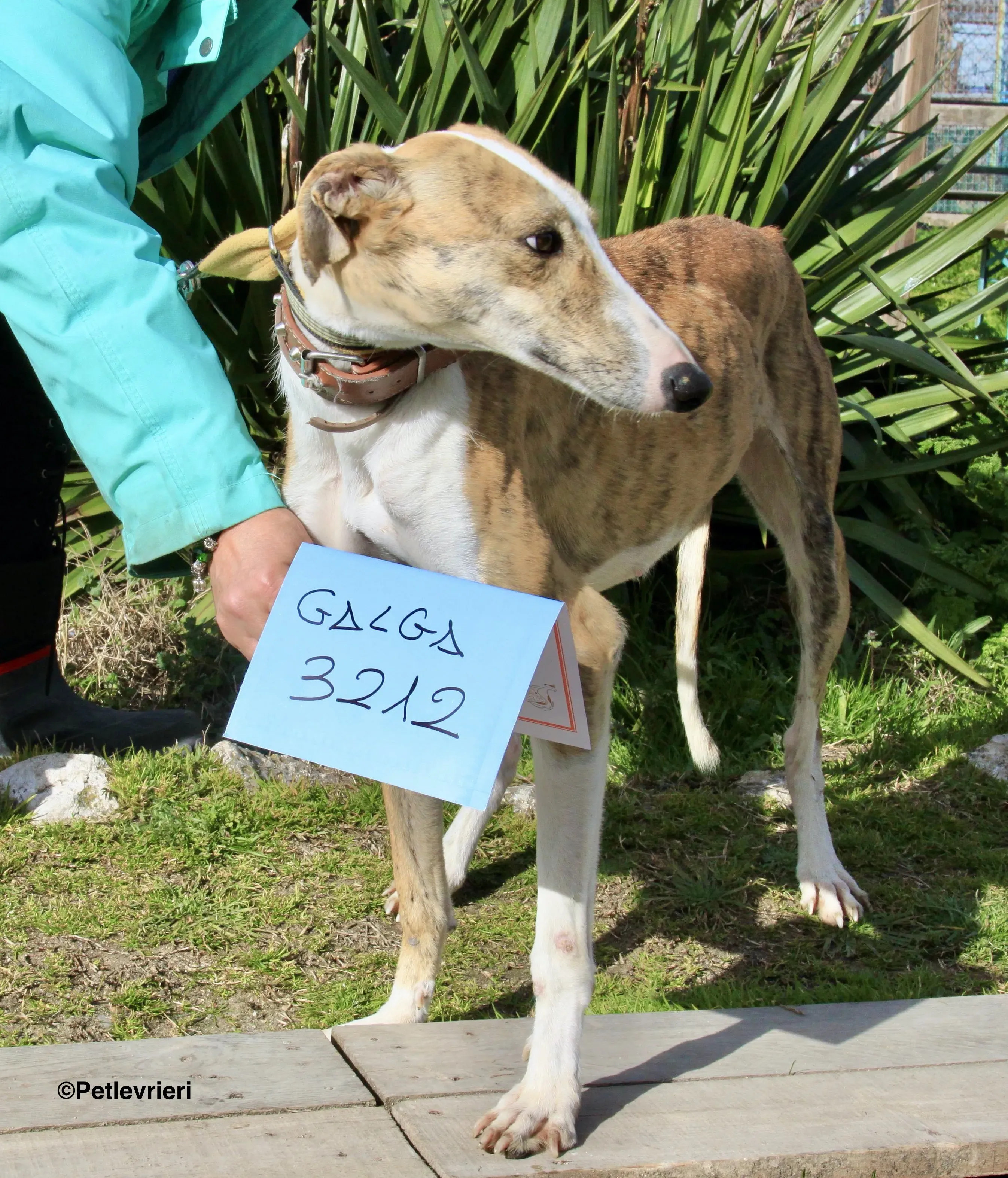 Chip 3212 adozione levrieri galgo 16