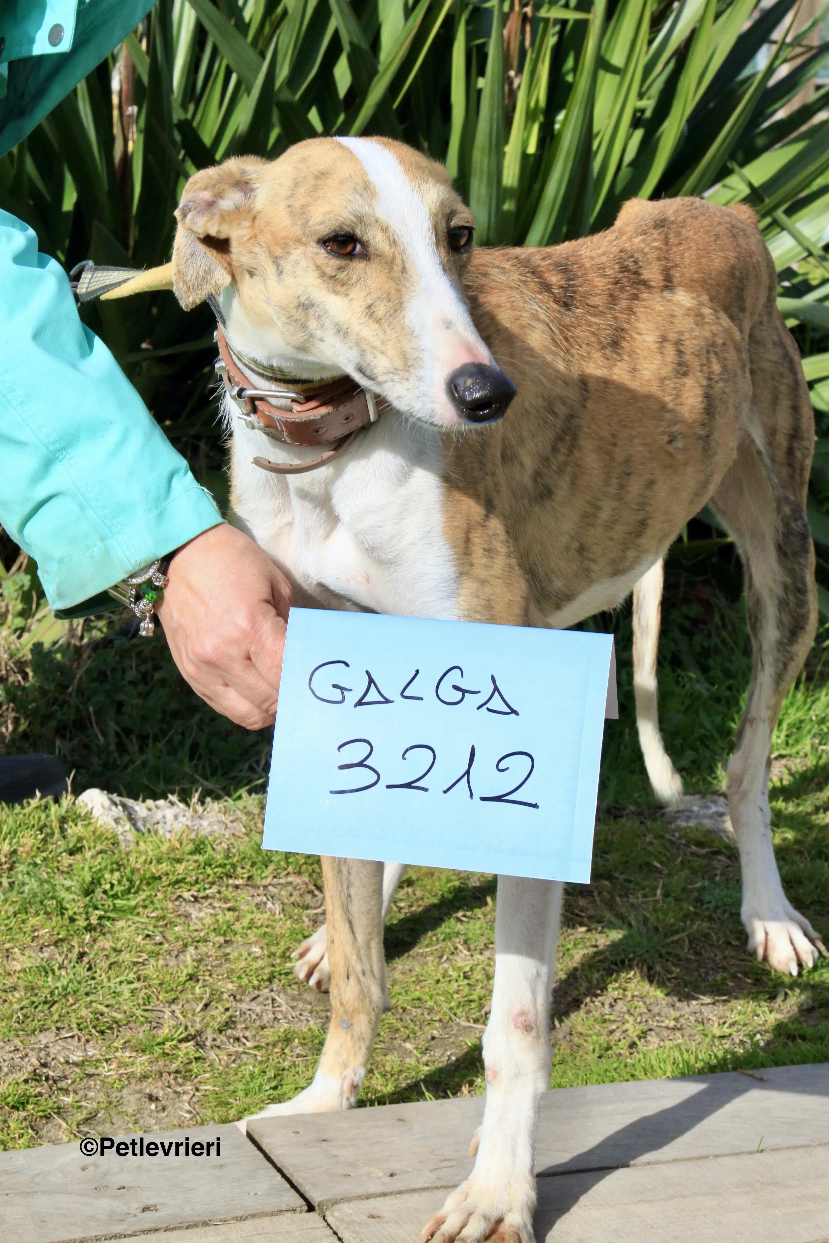 Chip 3212 adozione levrieri galgo 18