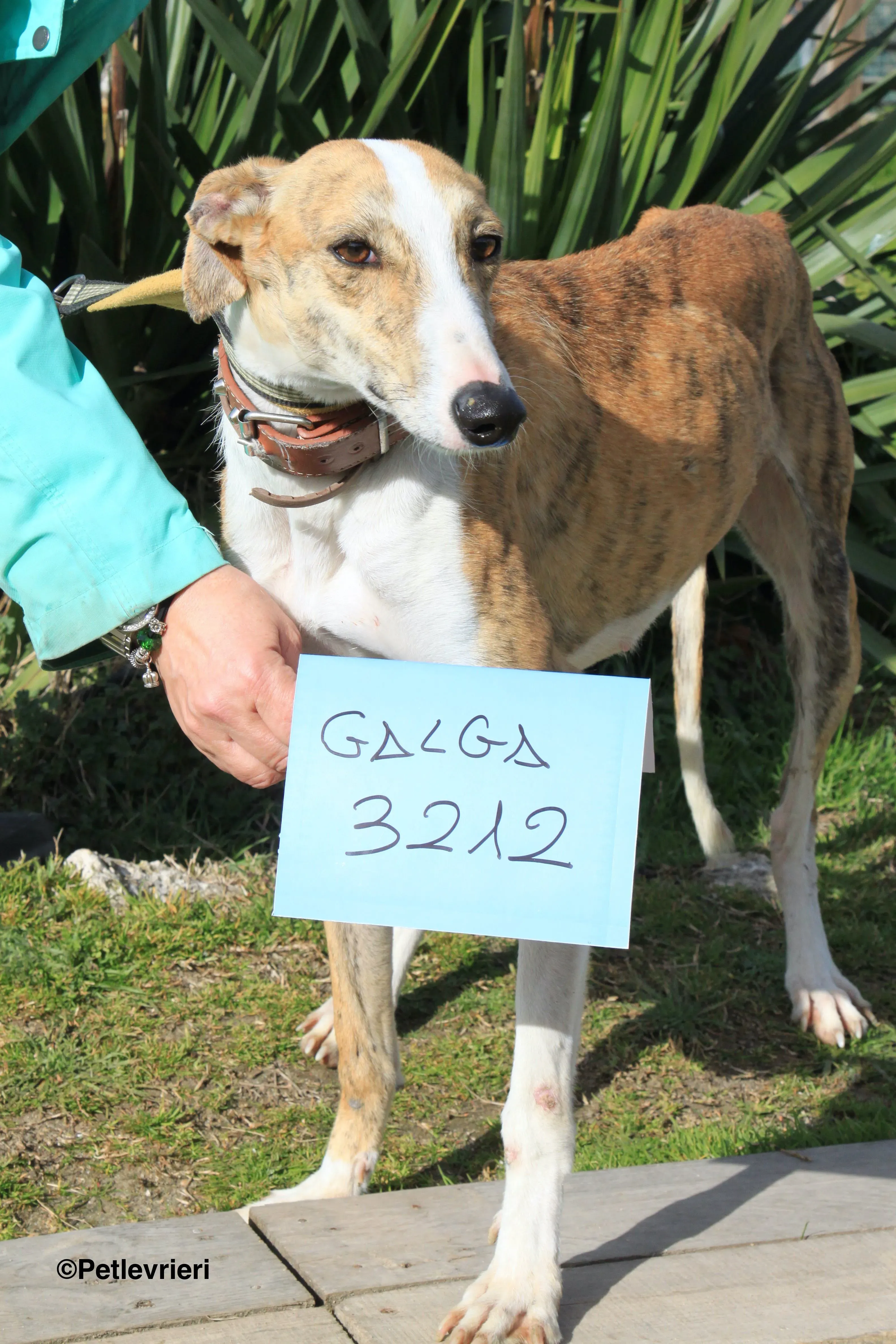 Chip 3212 adozione levrieri galgo 19