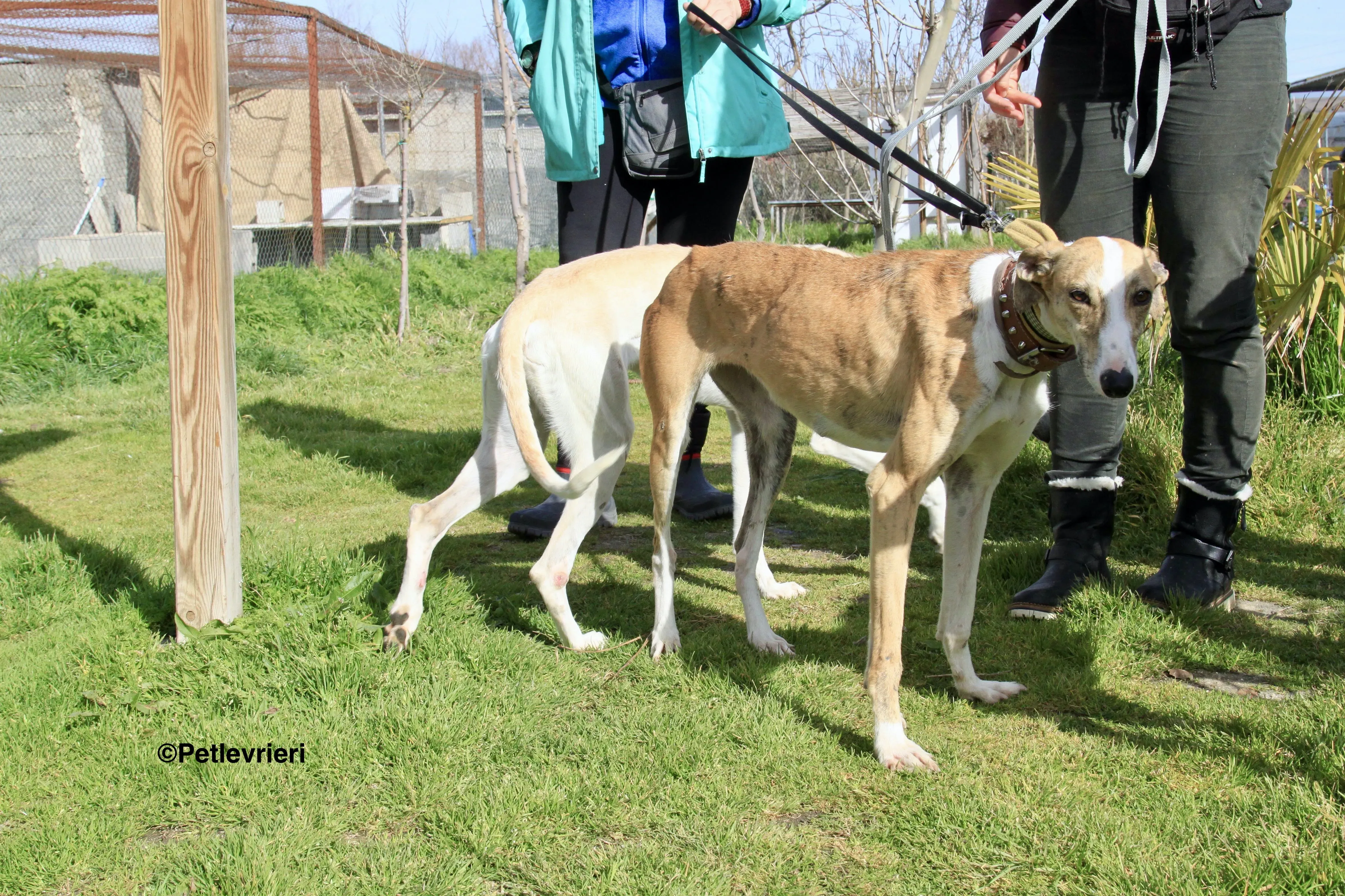 Chip 3212 adozione levrieri galgo 20