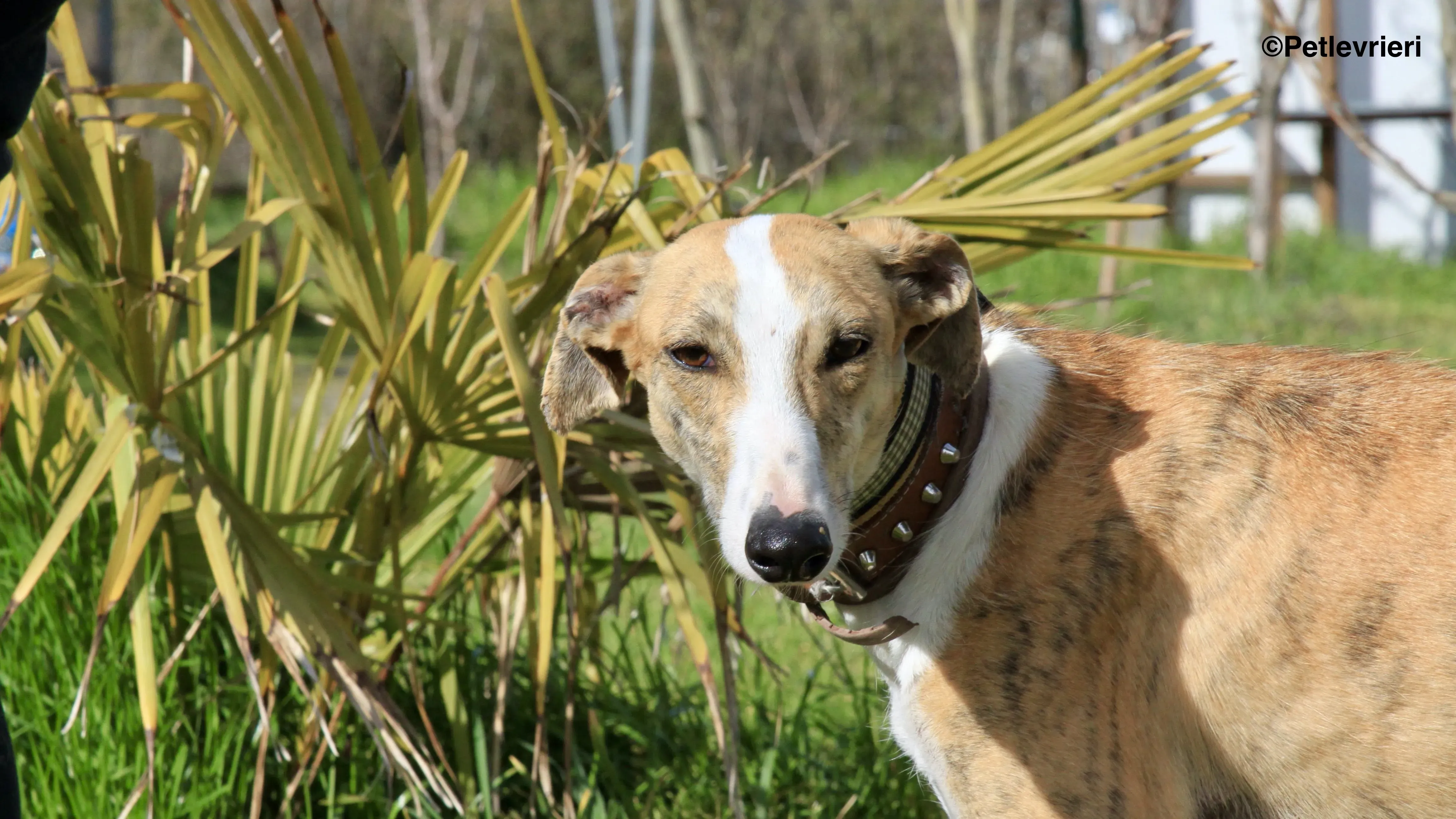 Chip 3212 adozione levrieri galgo 22