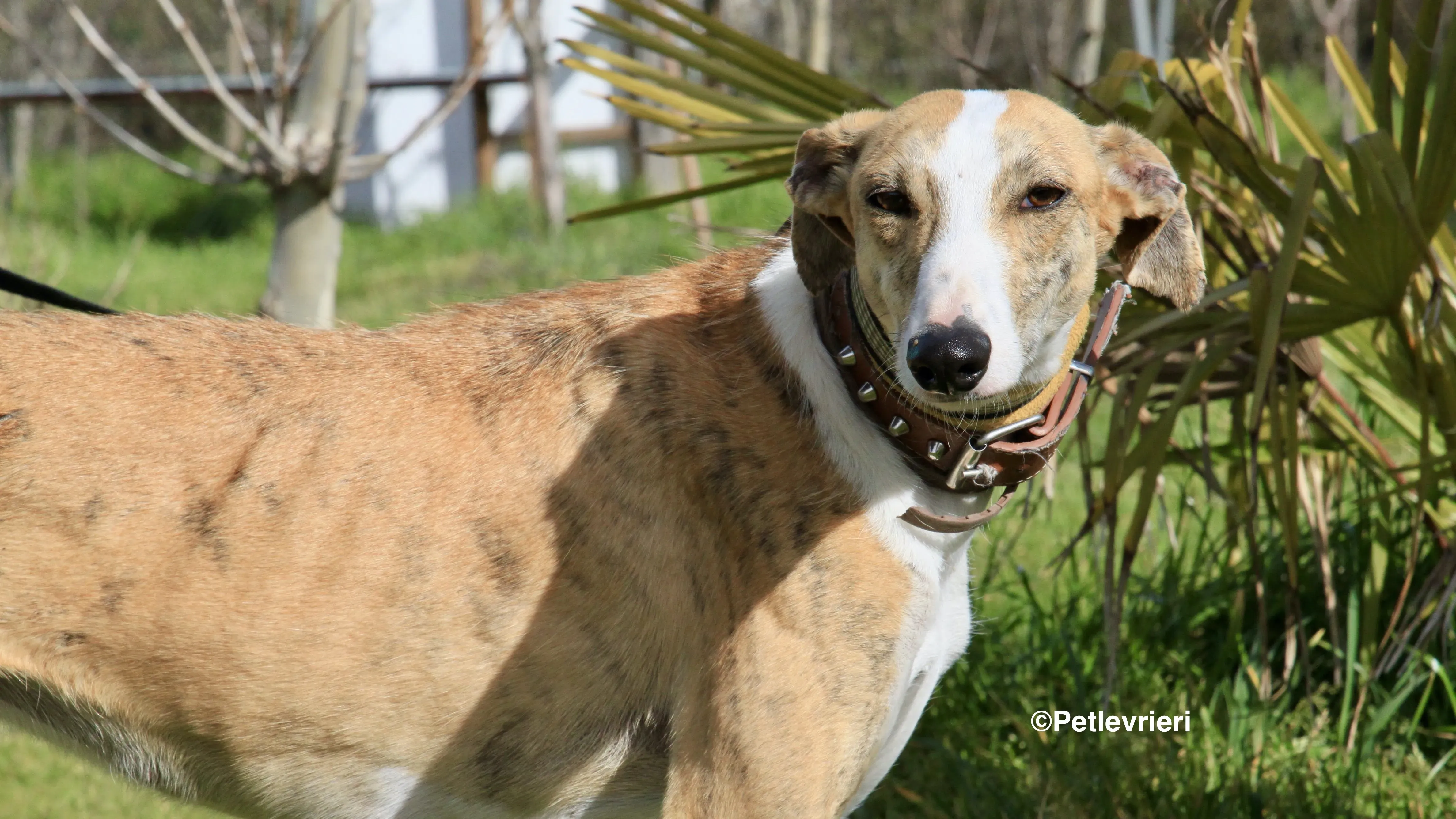 Chip 3212 adozione levrieri galgo 23