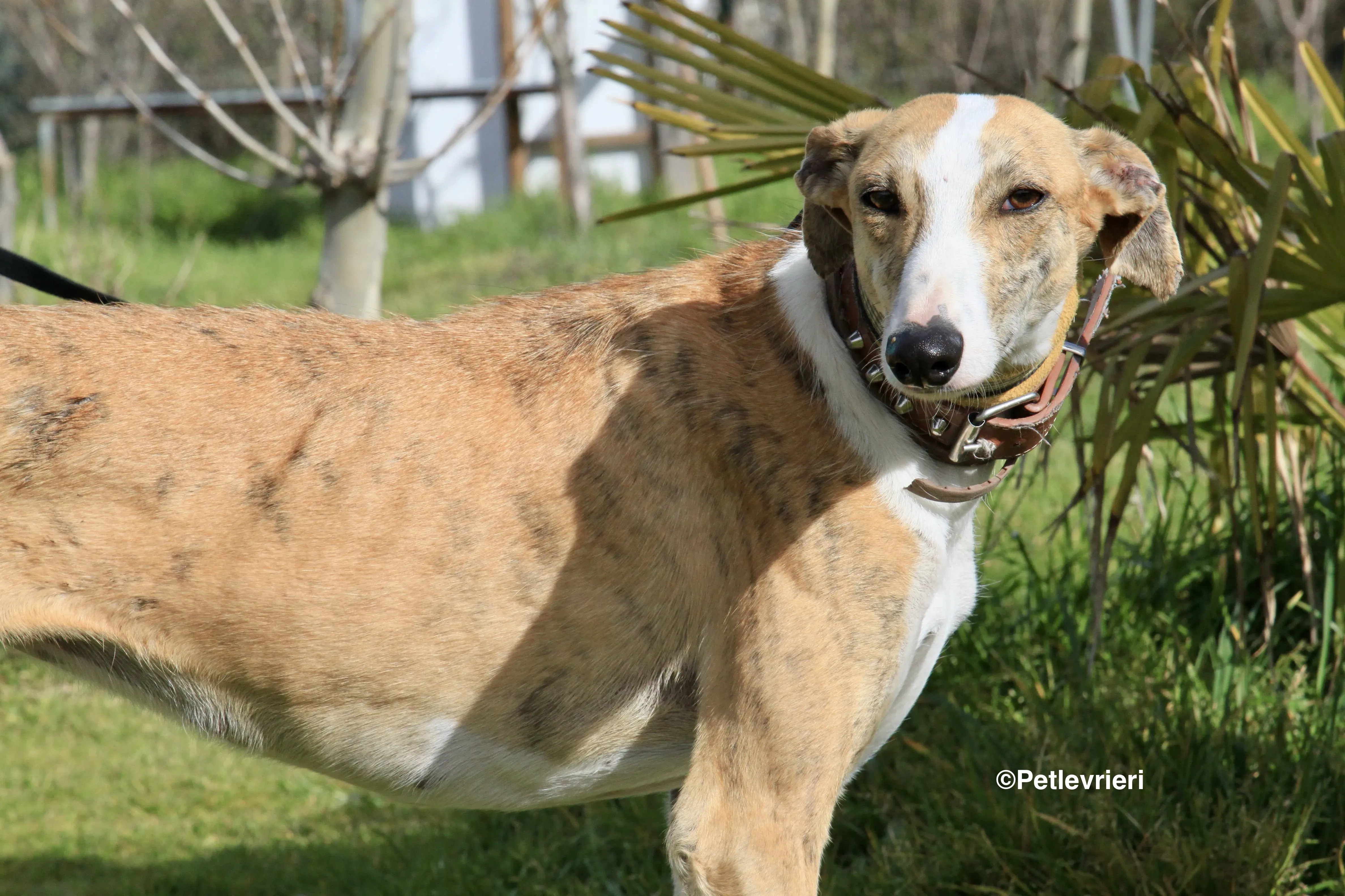 Chip 3212 adozione levrieri galgo 24