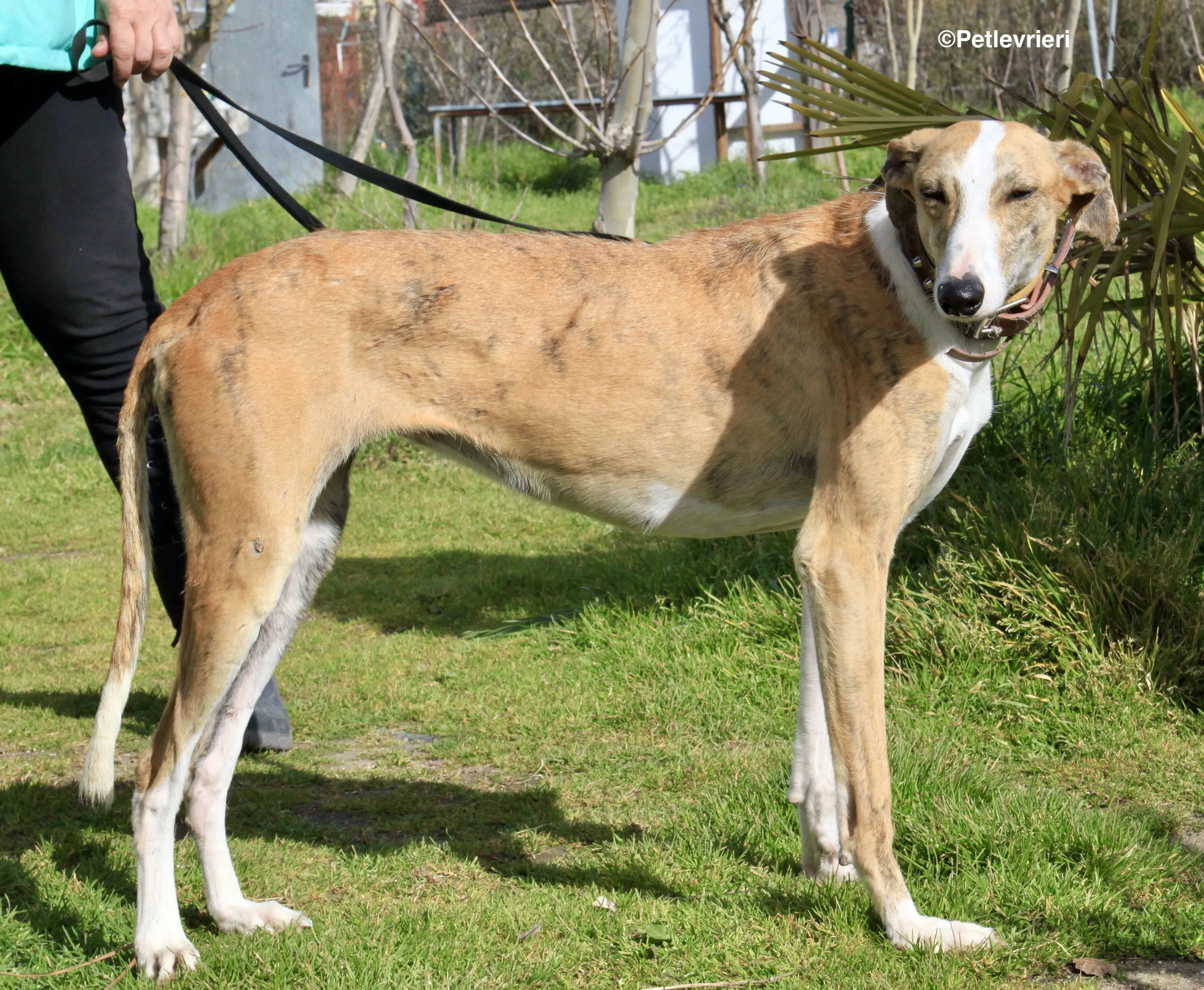 Chip 3212 adozione levrieri galgo 25