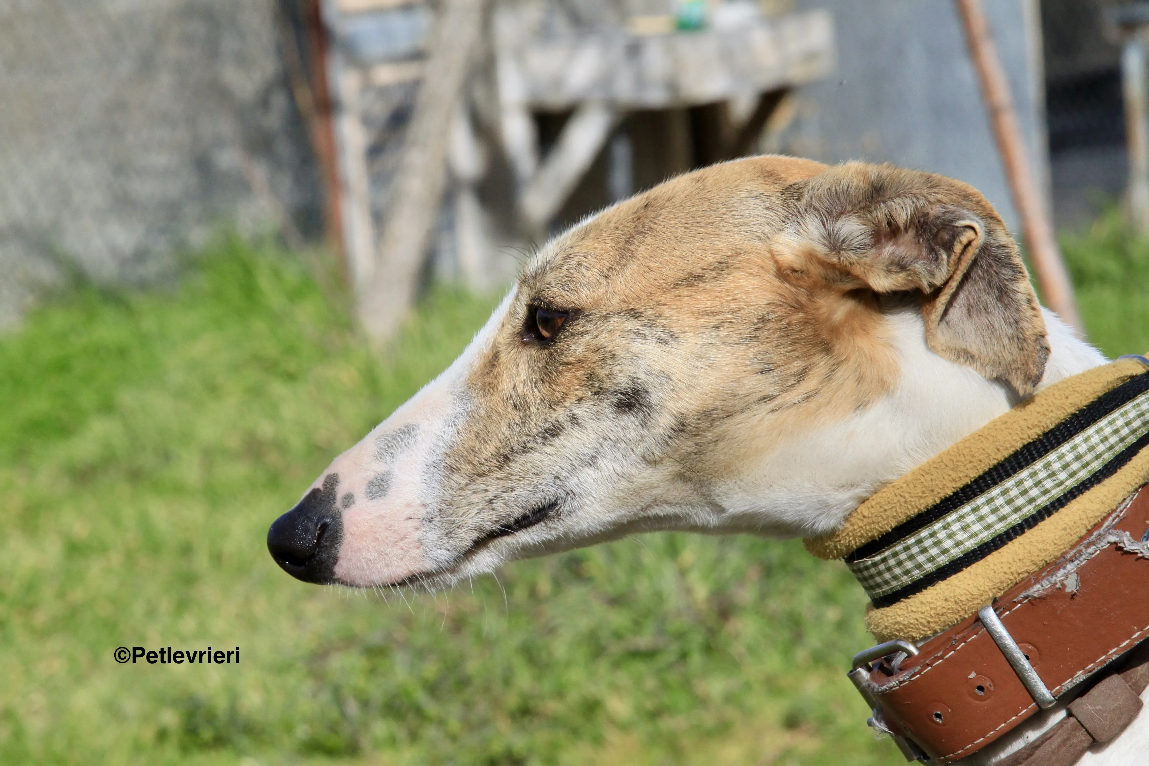 Chip 3212 adozione levrieri galgo 3