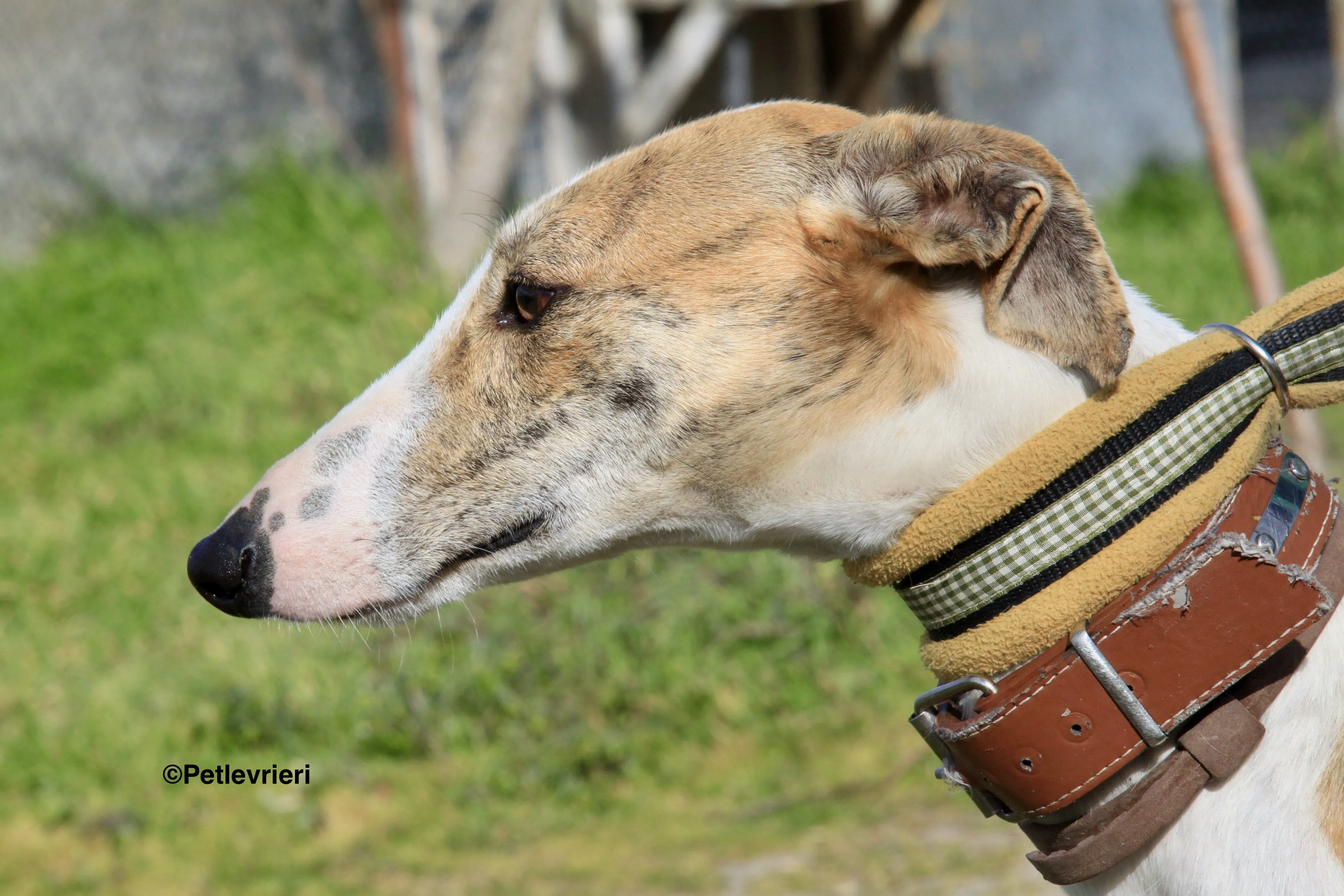 Chip 3212 adozione levrieri galgo 4