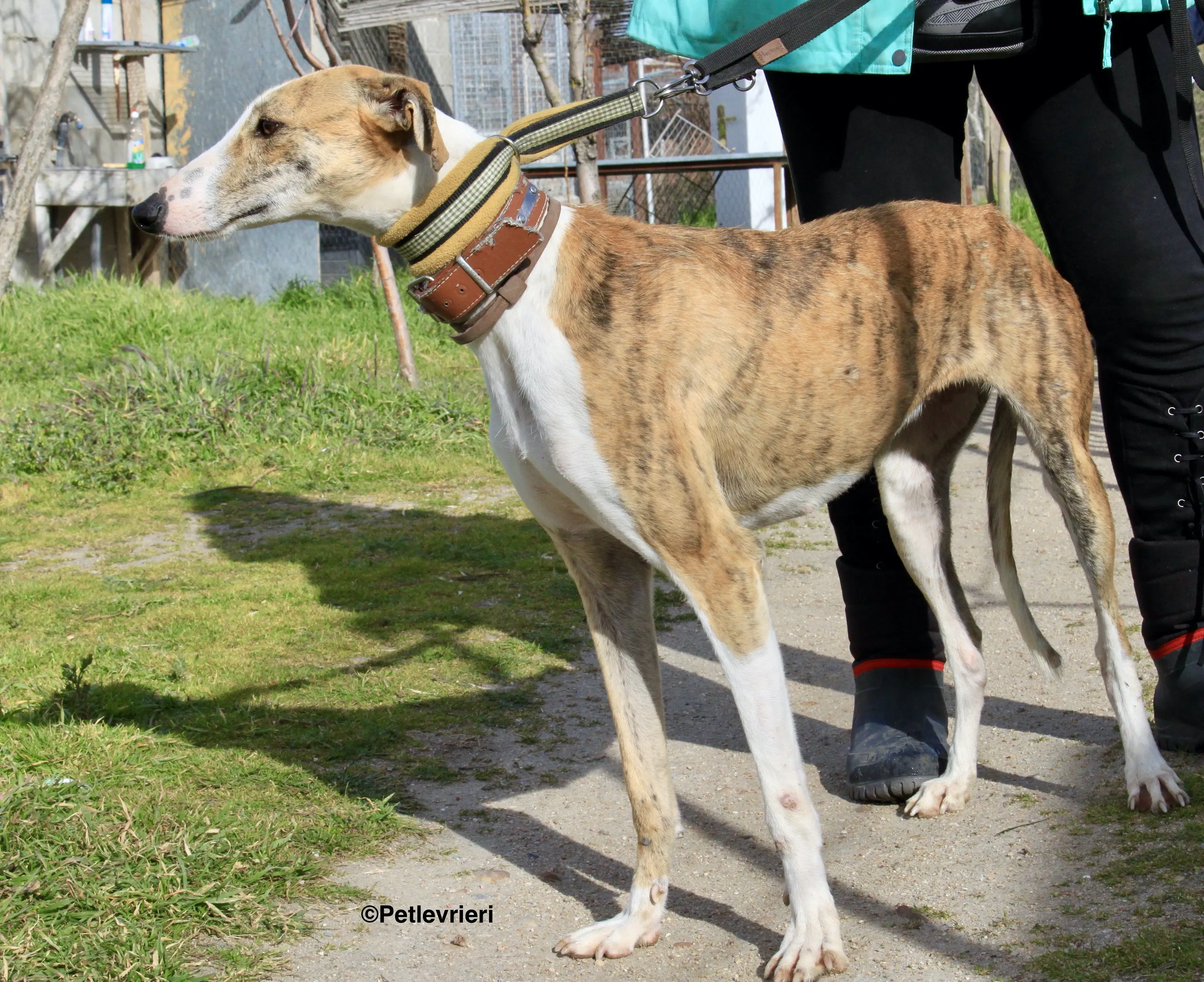 Chip 3212 adozione levrieri galgo 5