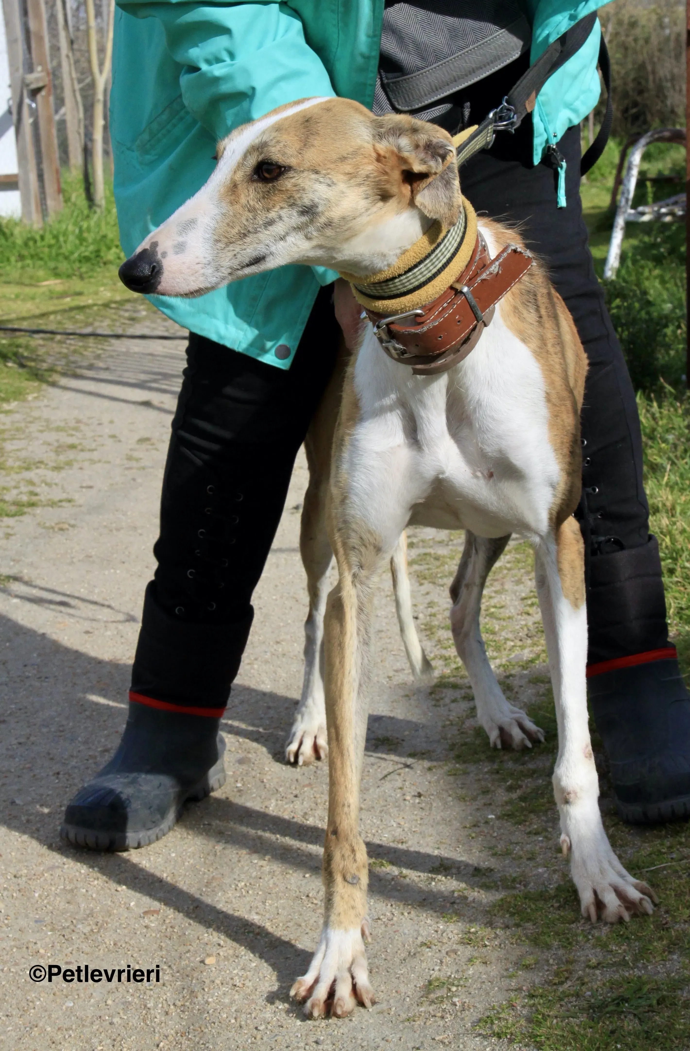 Chip 3212 adozione levrieri galgo 6