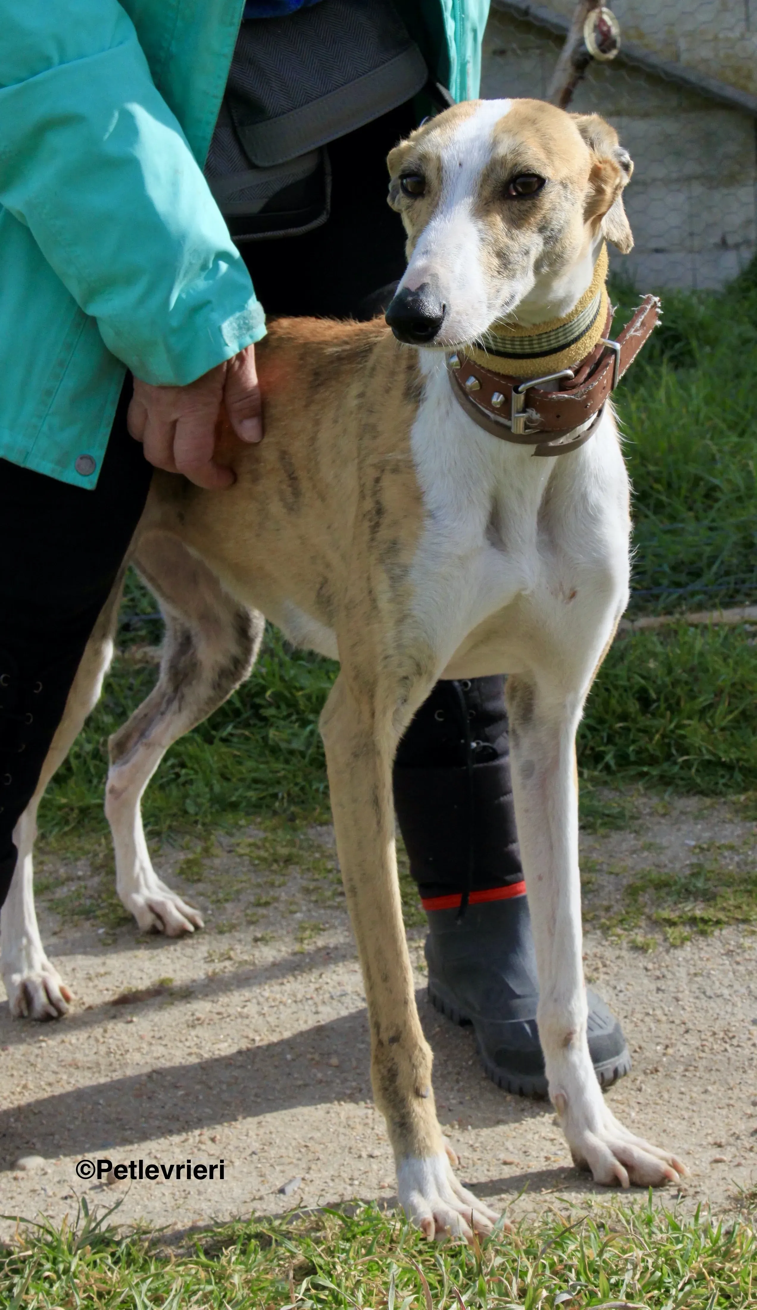 Chip 3212 adozione levrieri galgo 7