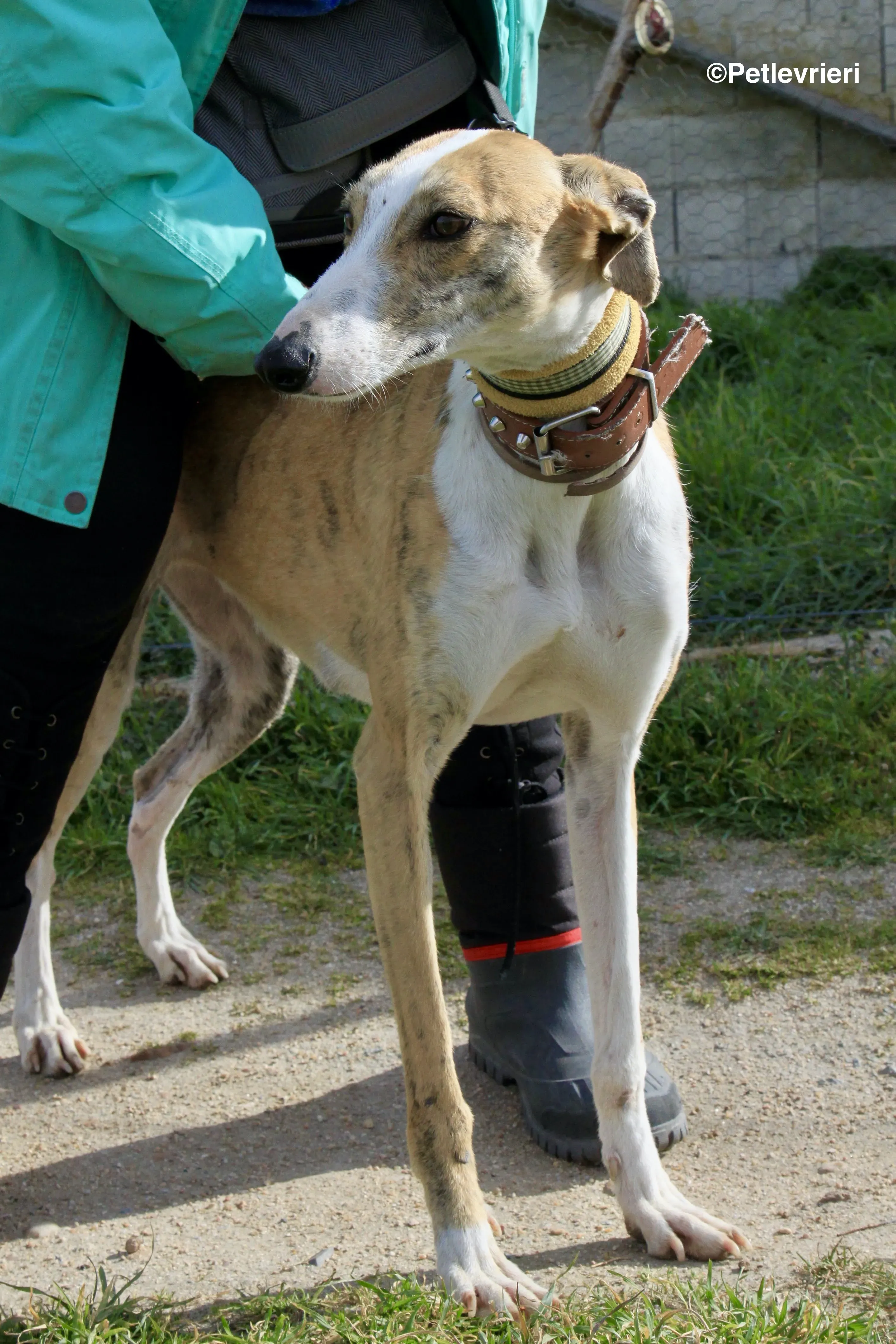 Chip 3212 adozione levrieri galgo 8