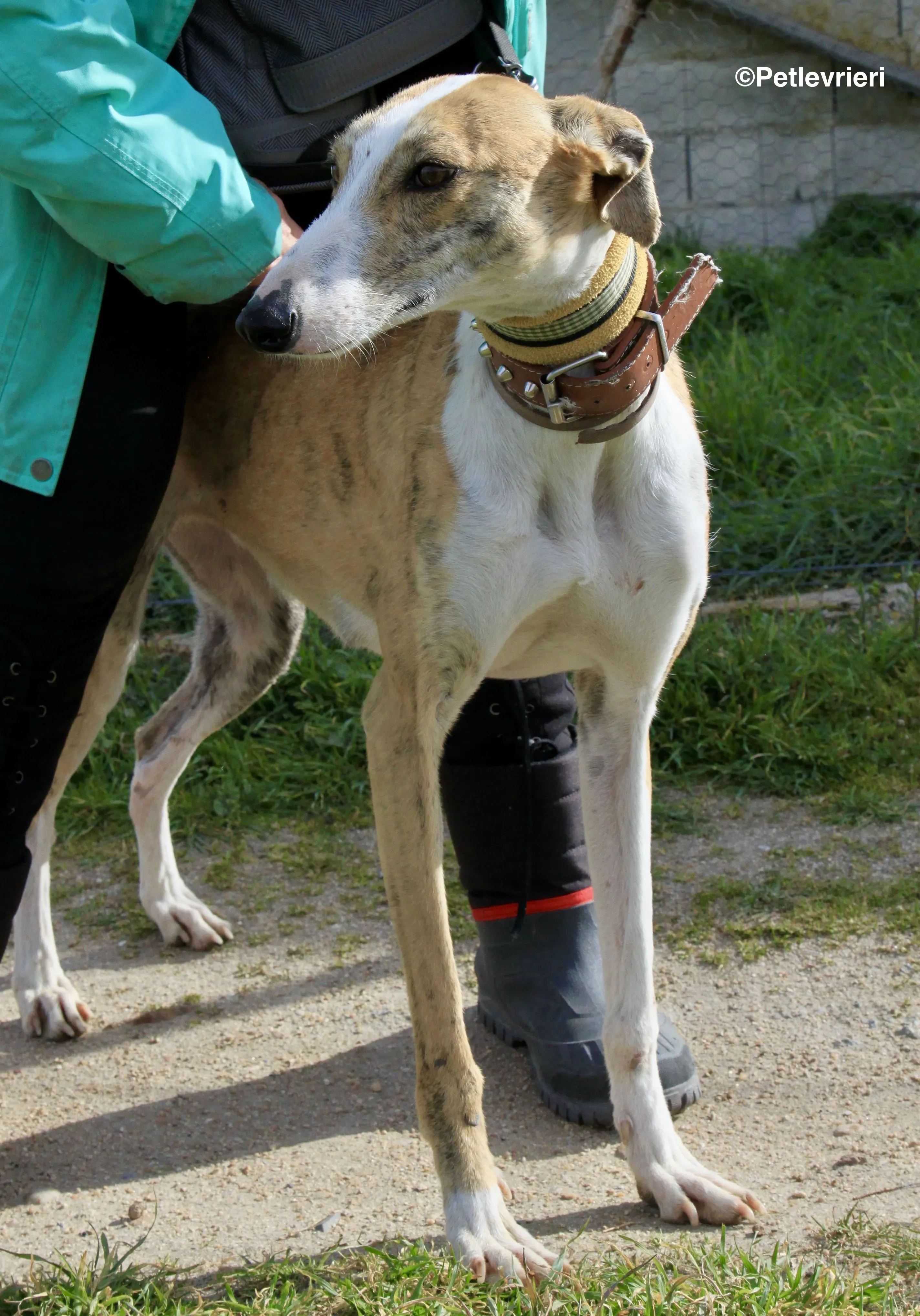 Chip 3212 adozione levrieri galgo 9