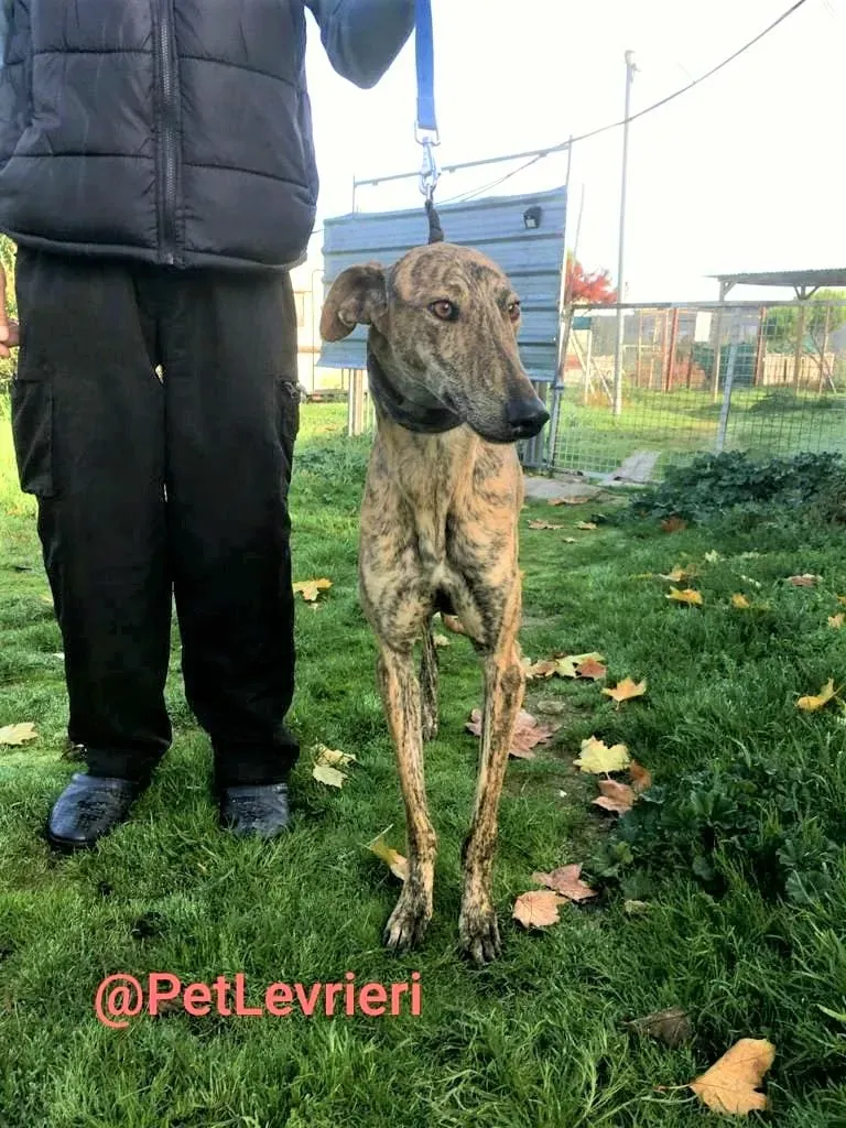 Chip 5350 adozione levrieri galgo 01