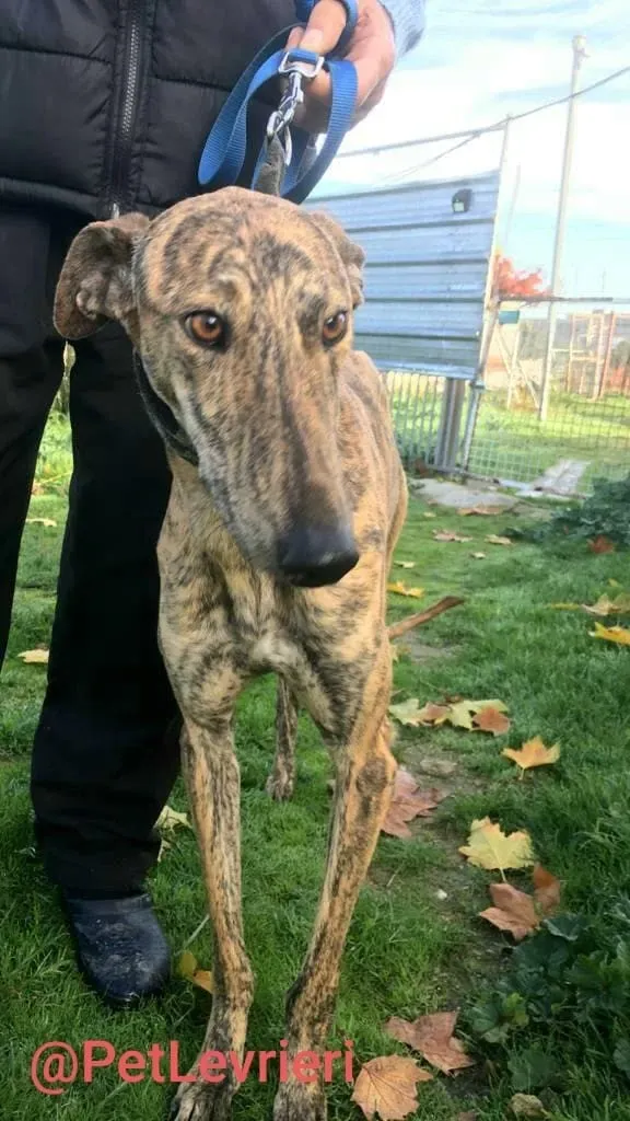 Chip 5350 adozione levrieri galgo 02