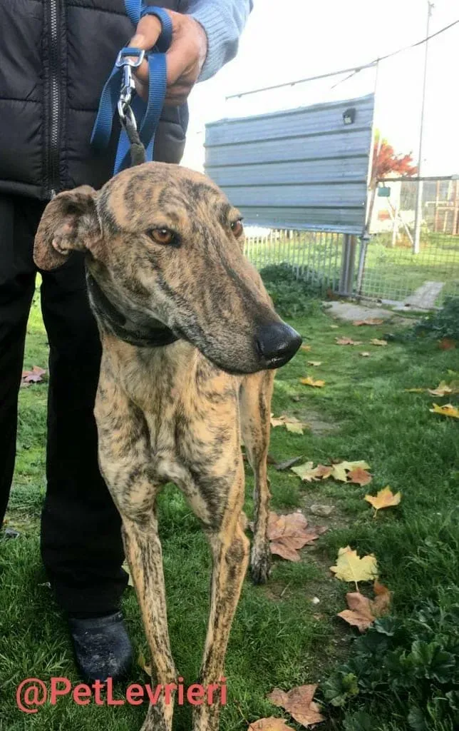 Chip 5350 adozione levrieri galgo 03