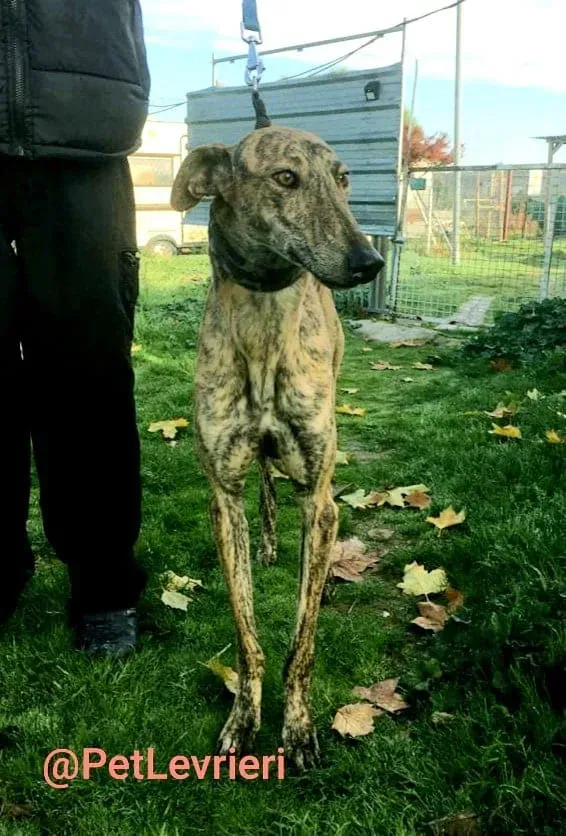 Chip 5350 adozione levrieri galgo 04