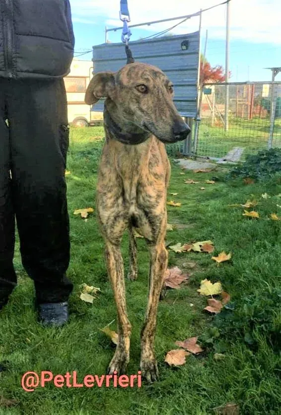 Chip 5350 adozione levrieri galgo 05