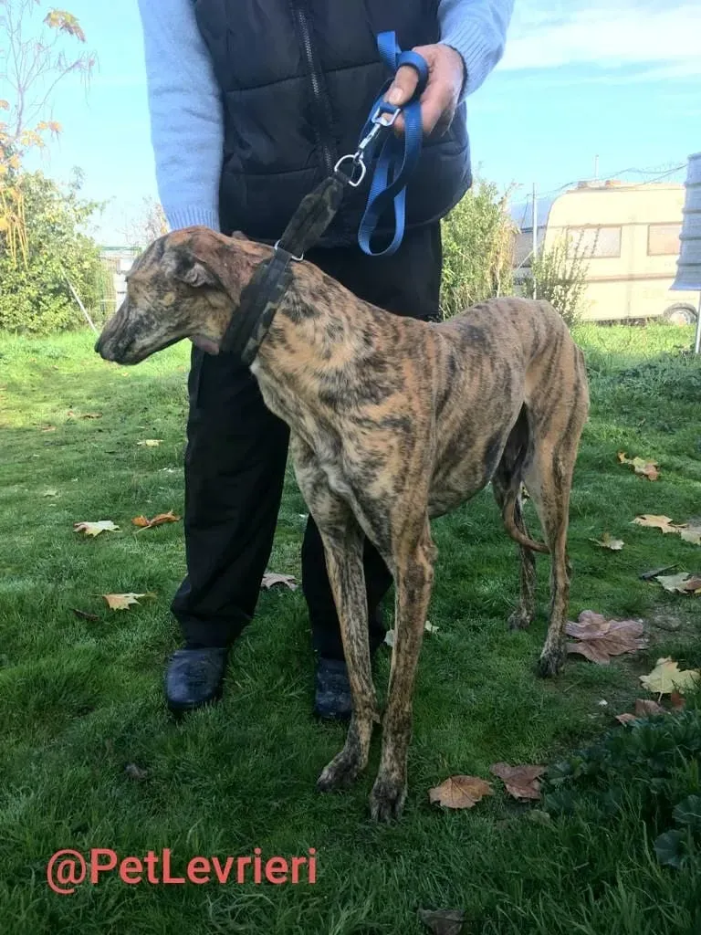 Chip 5350 adozione levrieri galgo 06