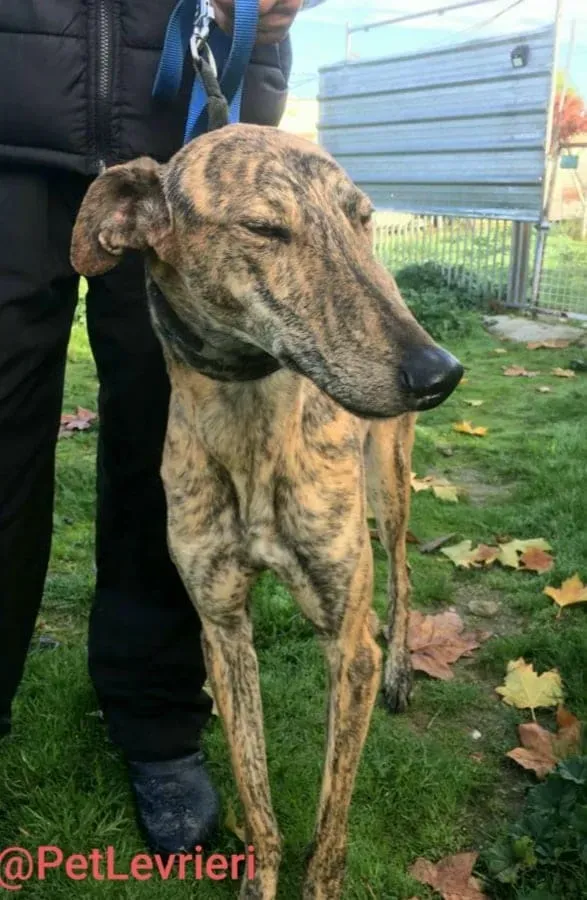 Chip 5350 adozione levrieri galgo 07