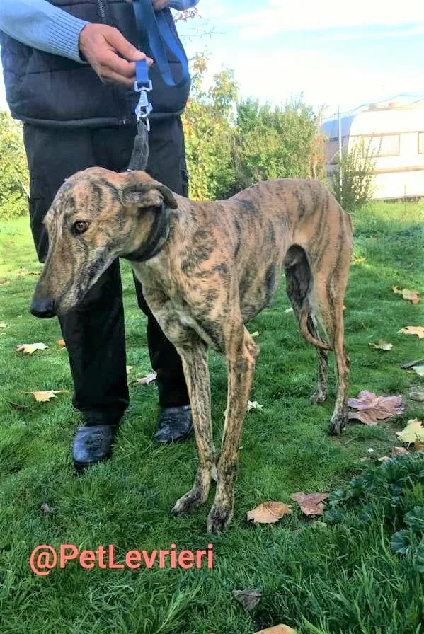 Chip 5350 adozione levrieri galgo 08