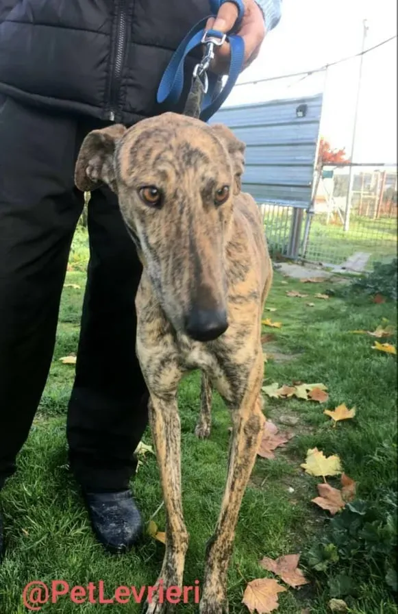 Chip 5350 adozione levrieri galgo 09