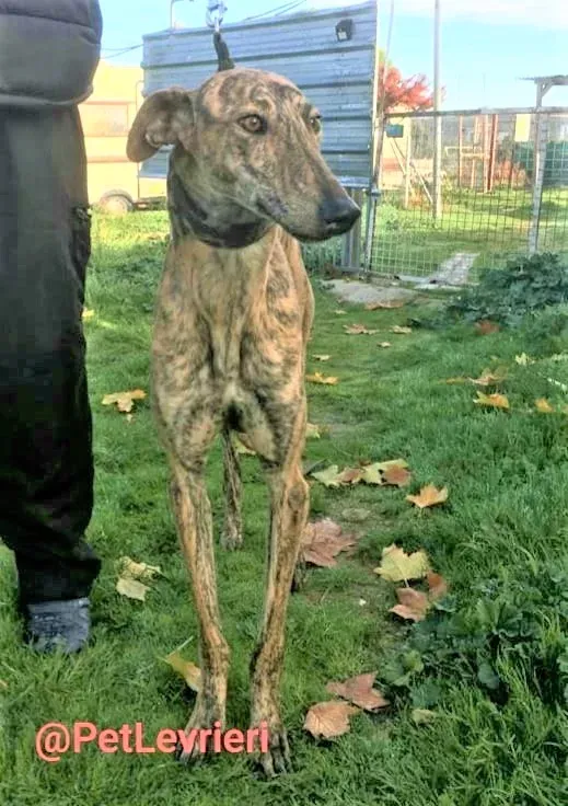 Chip 5350 adozione levrieri galgo 11