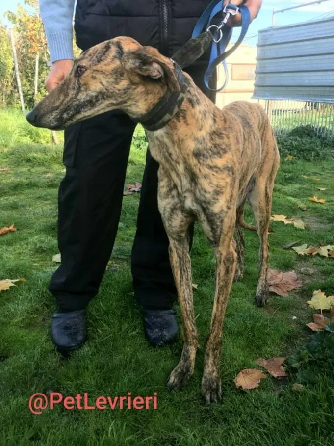 Chip 5350 adozione levrieri galgo 12