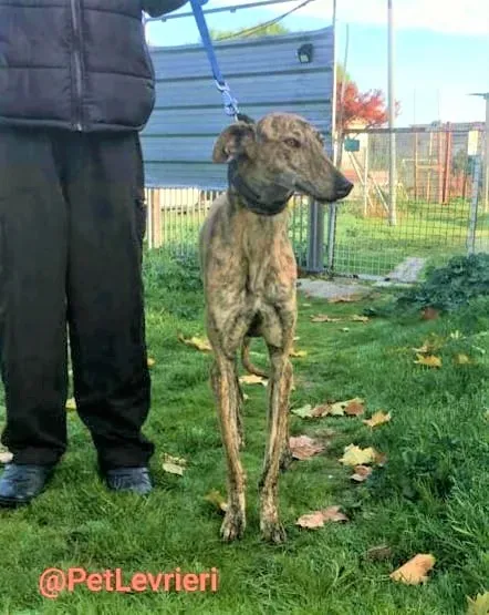 Chip 5350 adozione levrieri galgo 13