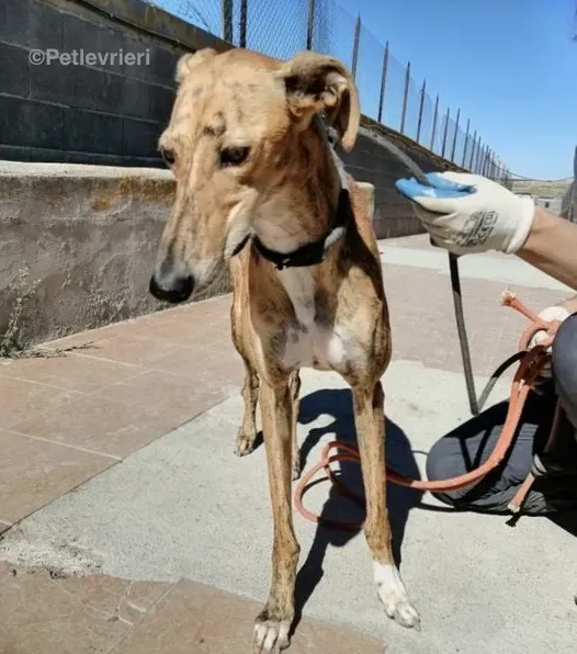 Chip 5400 adozione levrieri galgo 1