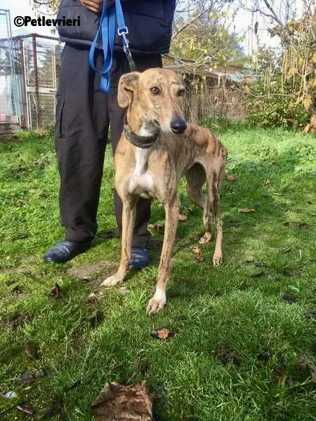 Chip 5400 adozione levrieri galgo