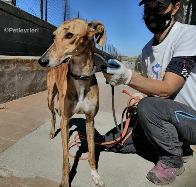 Chip 5400 adozione levrieri galgo 1 1