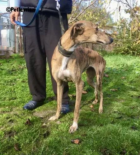 Chip 5400 adozione levrieri galgo 1