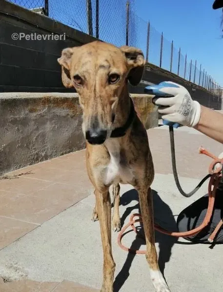Chip 5400 adozione levrieri galgo 2 1