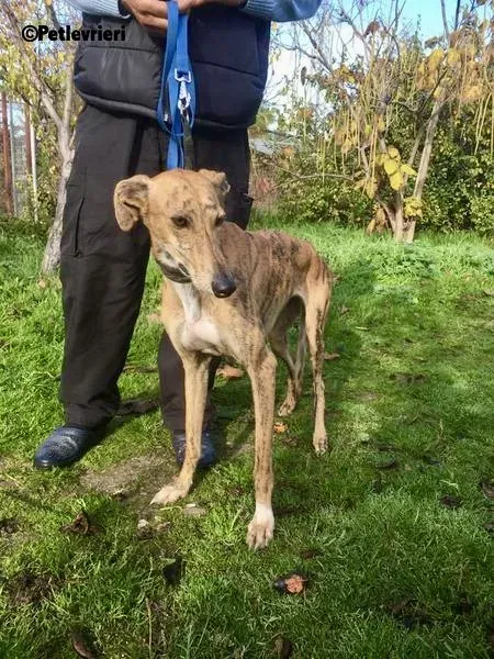 Chip 5400 adozione levrieri galgo 2