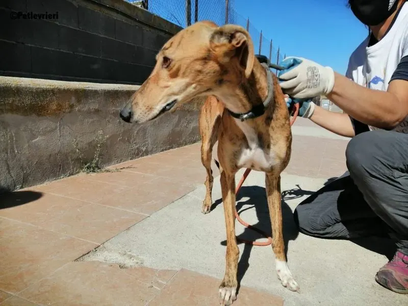 Chip 5400 adozione levrieri galgo 3 1