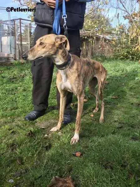 Chip 5400 adozione levrieri galgo 3