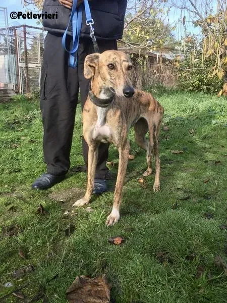 Chip 5400 adozione levrieri galgo 4