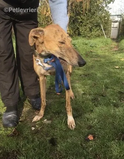 Chip 5400 adozione levrieri galgo 6