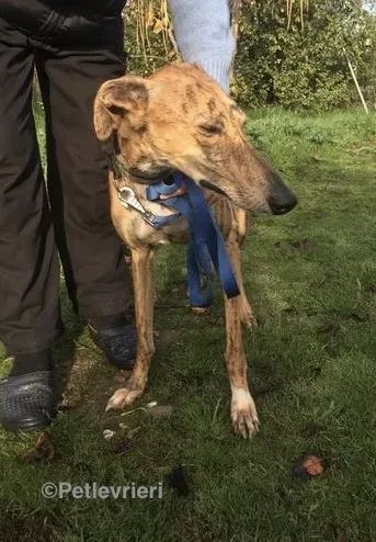 Chip 5400 adozione levrieri galgo 7