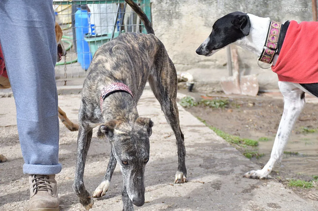 Chip 54203 adozione levrieri galgo 01