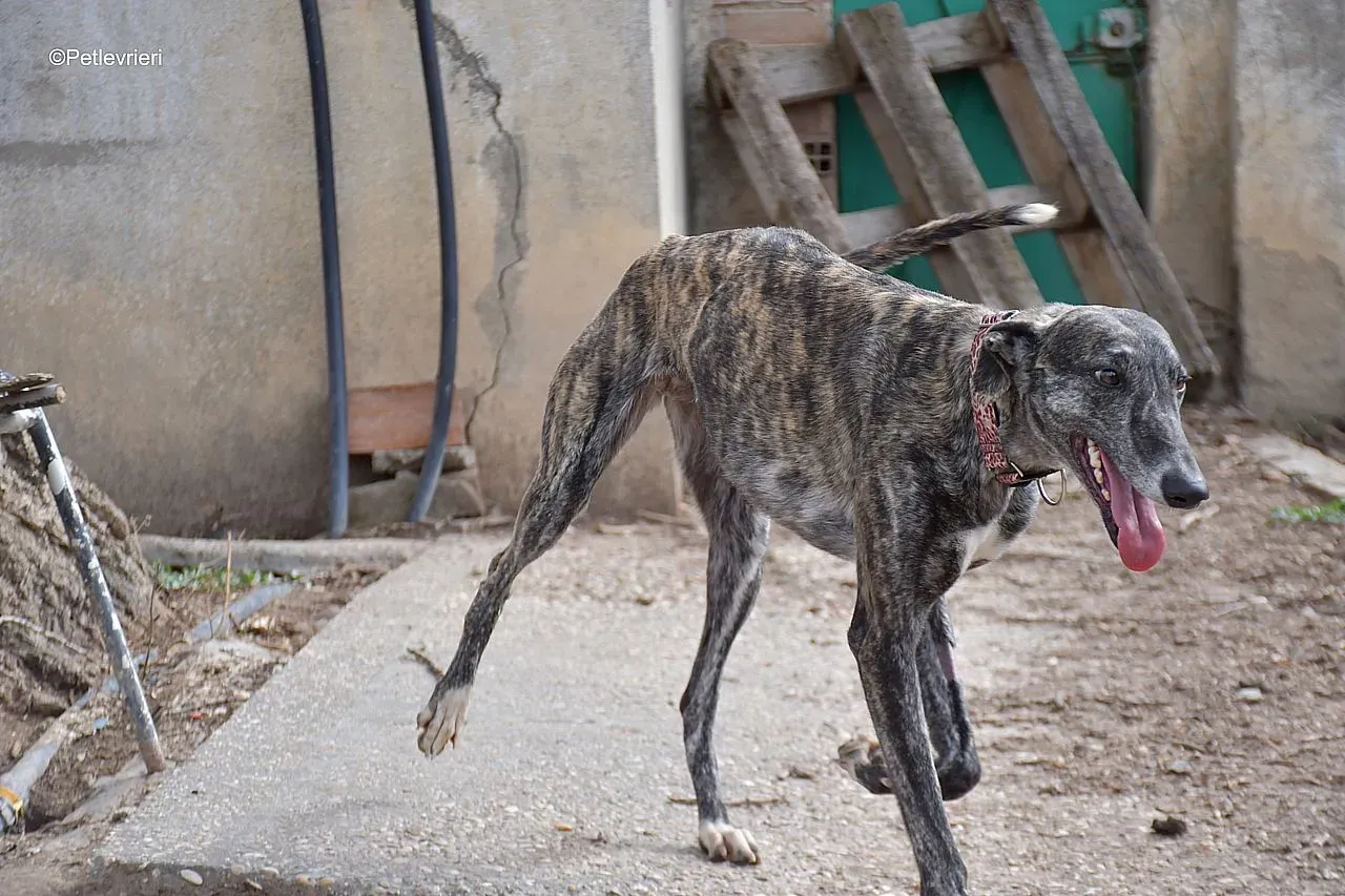 Chip 54203 adozione levrieri galgo 02