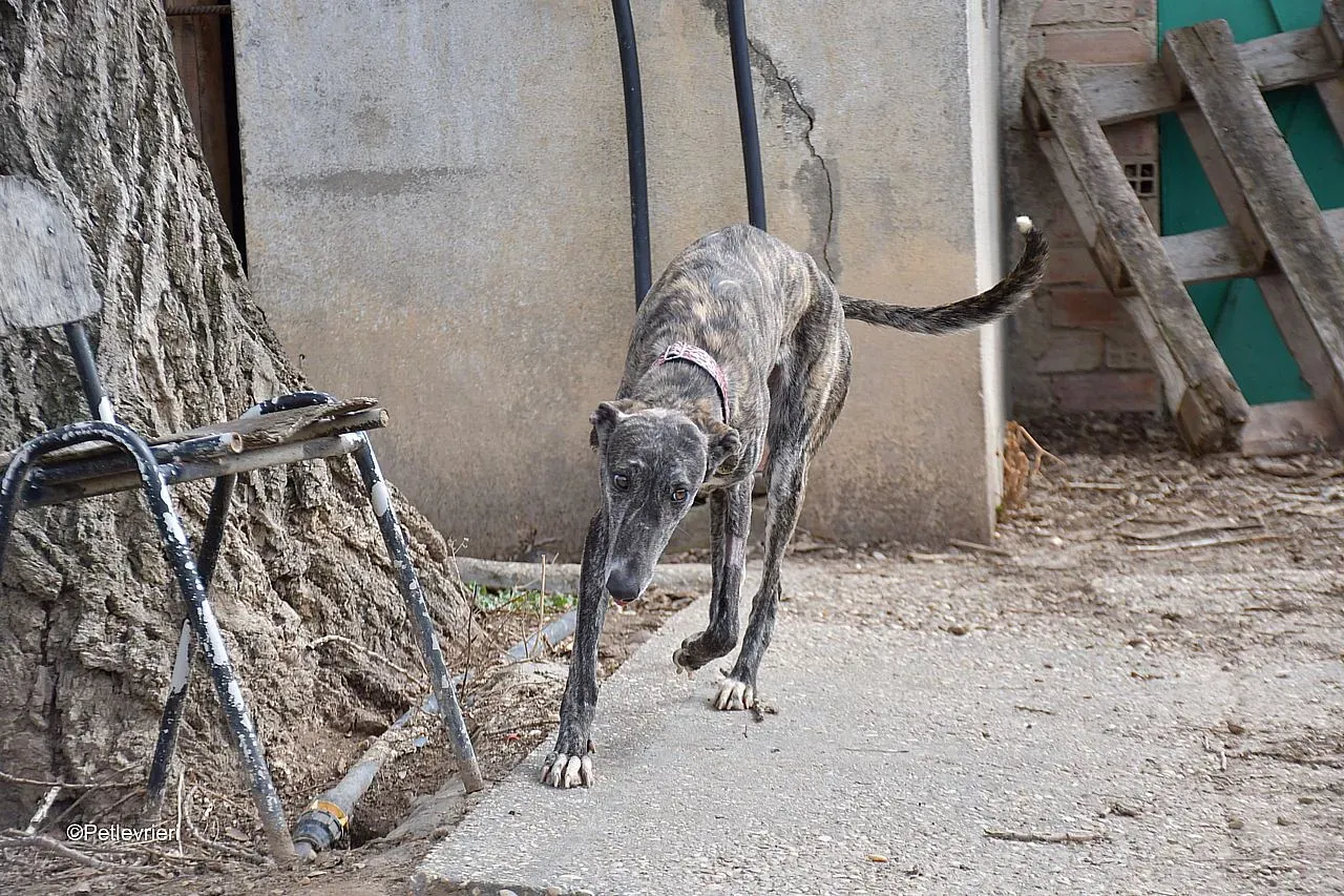 Chip 54203 adozione levrieri galgo 03