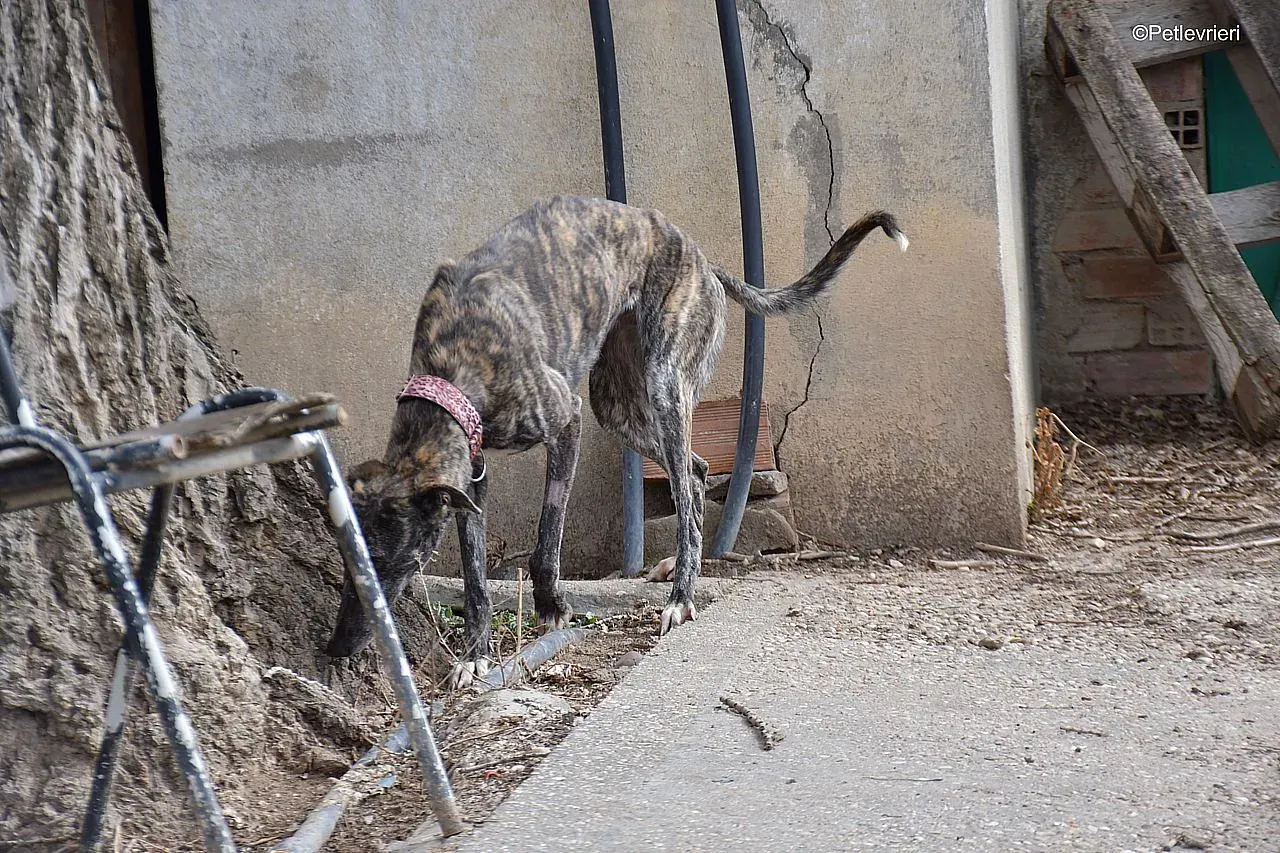 Chip 54203 adozione levrieri galgo 04