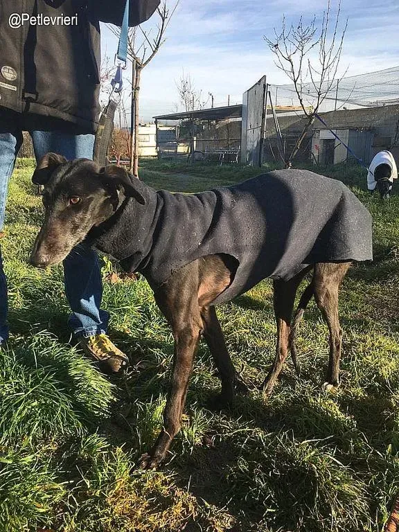 Chip 5988 adozione levrieri galgo 1