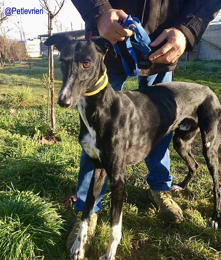 Chip 5988 adozione levrieri galgo 2