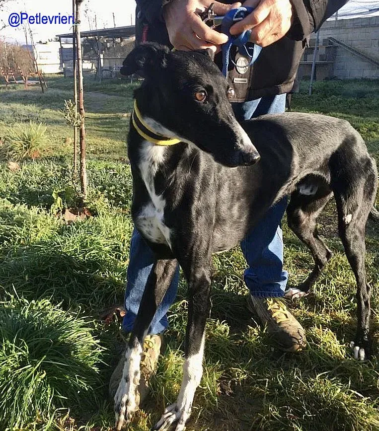 Chip 5988 adozione levrieri galgo 3