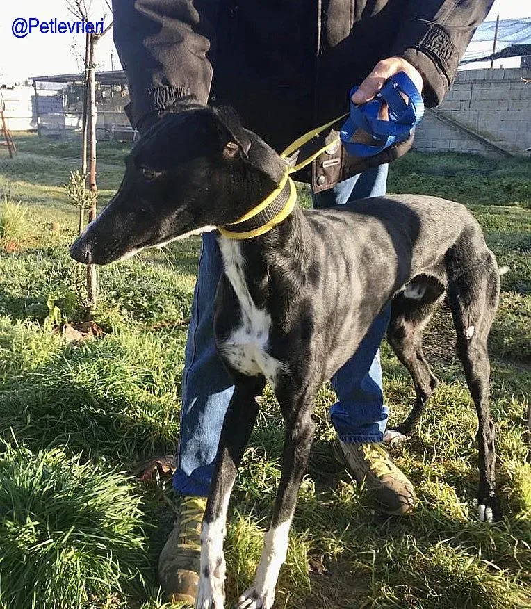 Chip 5988 adozione levrieri galgo 4