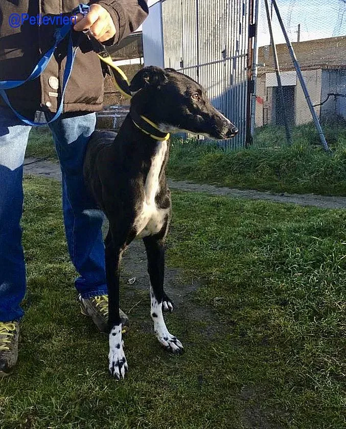 Chip 5988 adozione levrieri galgo 6